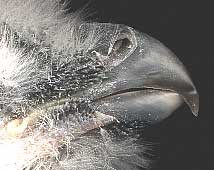 beak of Barred Owl nestling