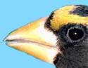beak of Evening Grosbeak
