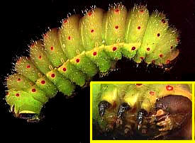 Luna Moth caterpillar, Actias luna, showing legs