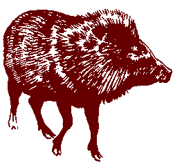 Peccary, drawing courtesy of U.S. Fish and Wildlife Service, artist Bob Hines