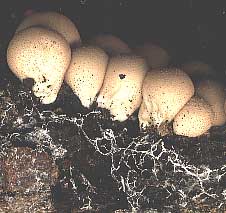 Hyphae of puffballs (Lycoperdon pyriforme) growing on decaying wood