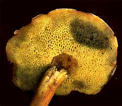 pore fungus, genus Boletus