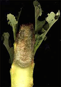 stem rot of broccoli