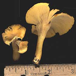 Chanterelle, Cantherellus lateritius