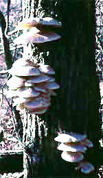 Oyster Mushroom, Pleurotus ostreatus
