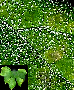 Golovinomyces cichoracearum, powdery mildew on leaf of yellow crookneck squash