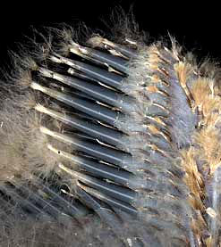 feather follicles