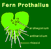 diagram of fern prothallus