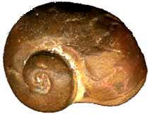 fossil snail shell, possibly Platyostoma of Silurian age