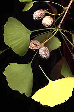 Ginkgo leaves, fruits and stem, Ginkgo biloba