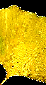 Ginkgo leaf showing its dichotomous venation pattern