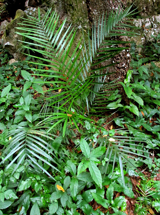Parlor Palm, CHAMAEDOREA RADICALIS, habitat