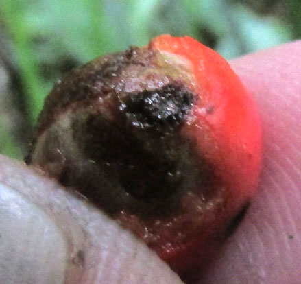 Parlor Palm, CHAMAEDOREA RADICALIS, fruit showing large seed