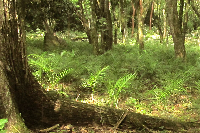 Parlor Palm, CHAMAEDOREA RADICALIS, forest plantation