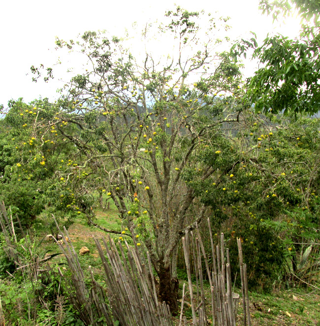 White Sapote, CASIMIROA EDULIS, tree in fruit