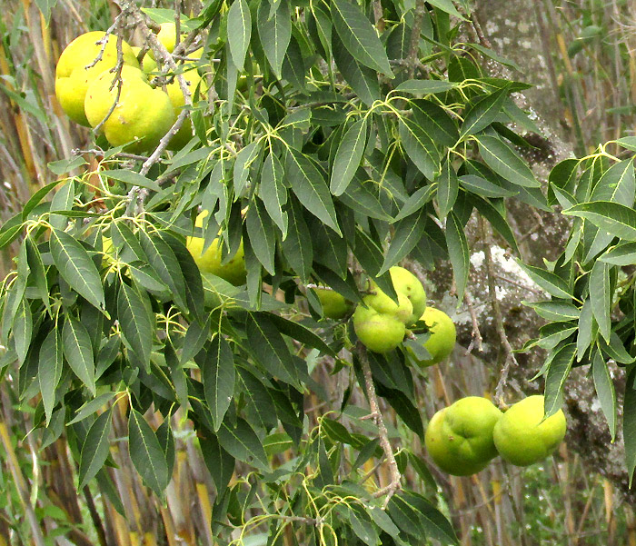 White Sapote, CASIMIROA EDULIS, mature fruits on tree