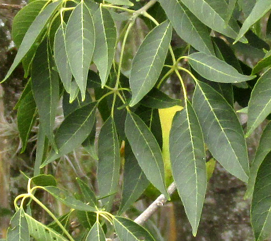 White Sapote, CASIMIROA EDULIS, palmately compound leaves