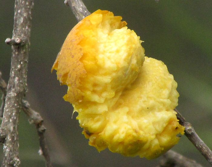 White Sapote, CASIMIROA EDULIS, partially eaten mature fruit on tree exposing large seeds