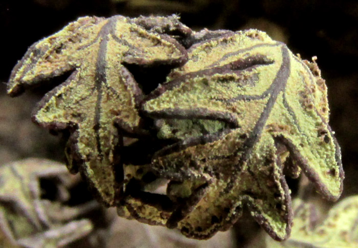 HEMIONITIS SULPHUREA, close-up of sporangia, farina and false indusia