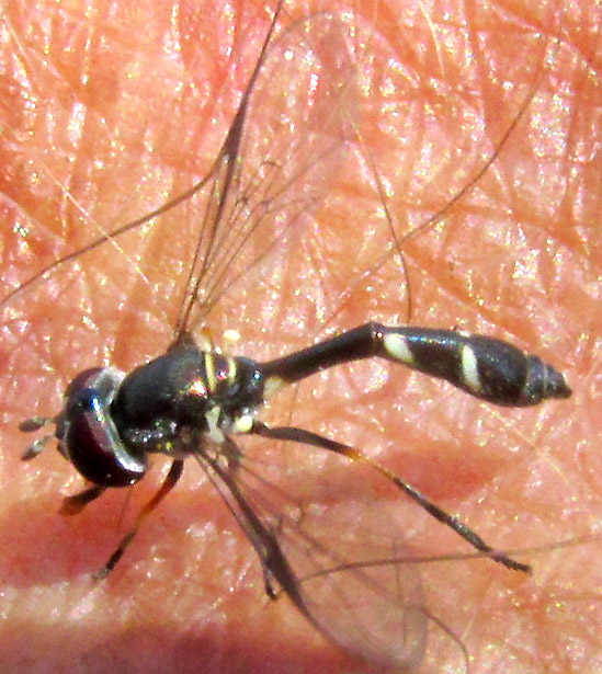Four-speckled Hover Fly, DIOPROSOPA CLAVATA, feeding on arm sweat