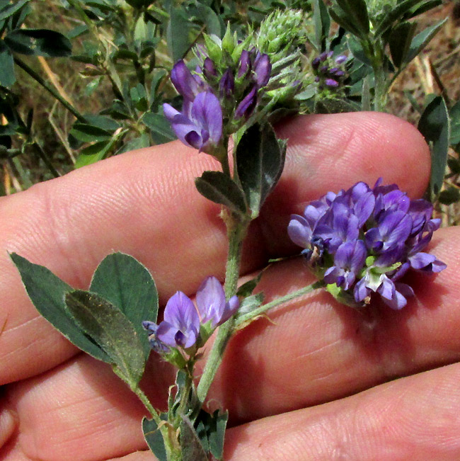 Alfalfa or Lucerne, MEDICAGO SATIVA, racemes on peduncles, trifoliate leaves
