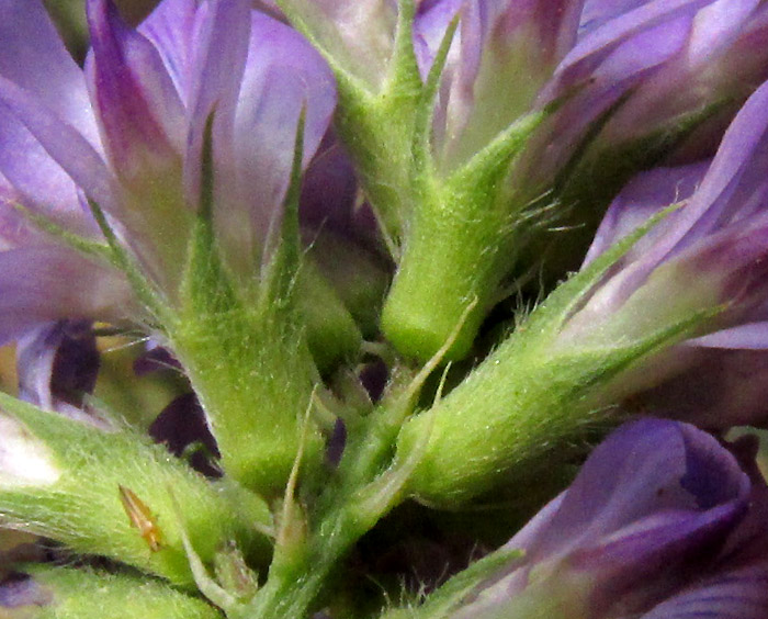 Alfalfa or Lucerne, MEDICAGO SATIVA, calyxes, rachis and flower bracts