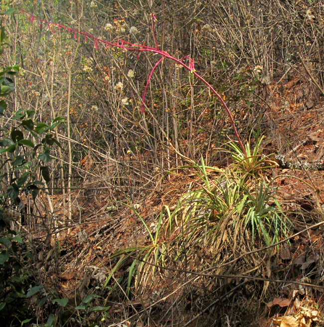 BESCHORNERIA cf. TUBIFLORA, flowering colony in habitat