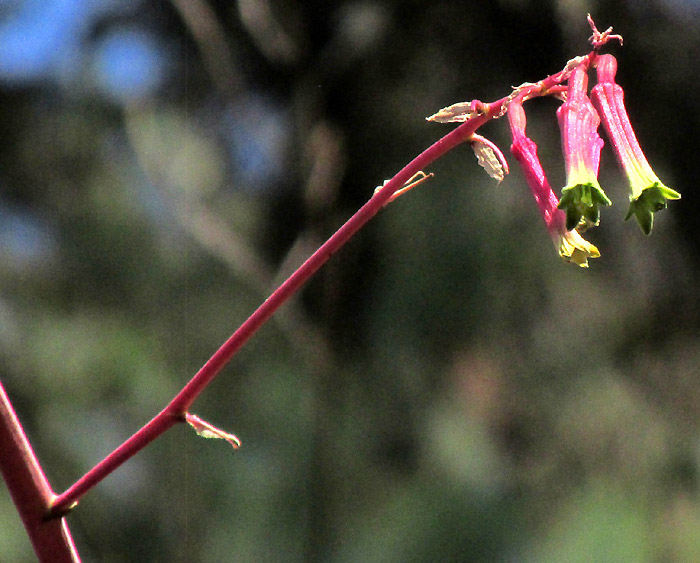 BESCHORNERIA cf. TUBIFLORA, flowers on panicle branch