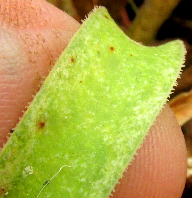BESCHORNERIA cf. TUBIFLORA, flexible leaf with margins bearing tiny, forward-curved spines