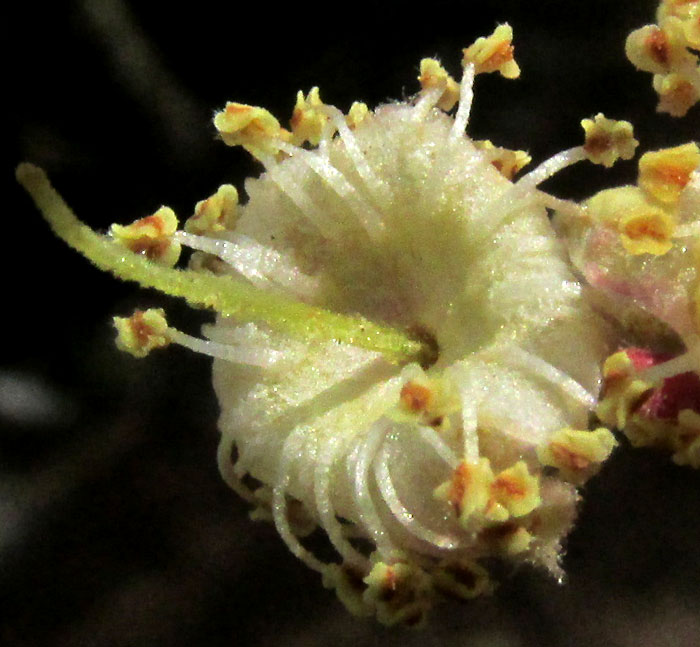 Mountain Mahogany, CERCOCARPUS MACROPHYLLUS, flower from front