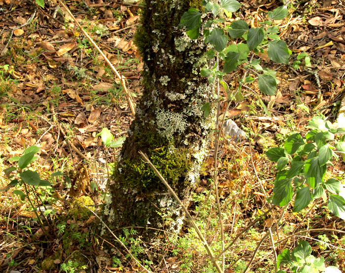 Mountain Mahogany, CERCOCARPUS MACROPHYLLUS, trunk