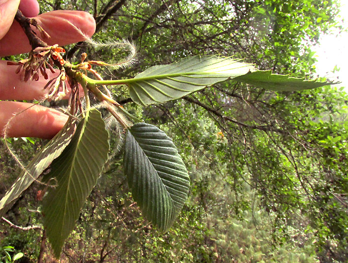 Mountain Mahogany, CERCOCARPUS MACROPHYLLUS, leaves and mature fruits