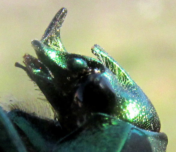 Green Fig Beetle, COTINIS MUTABILIS, protuberances on head, side view