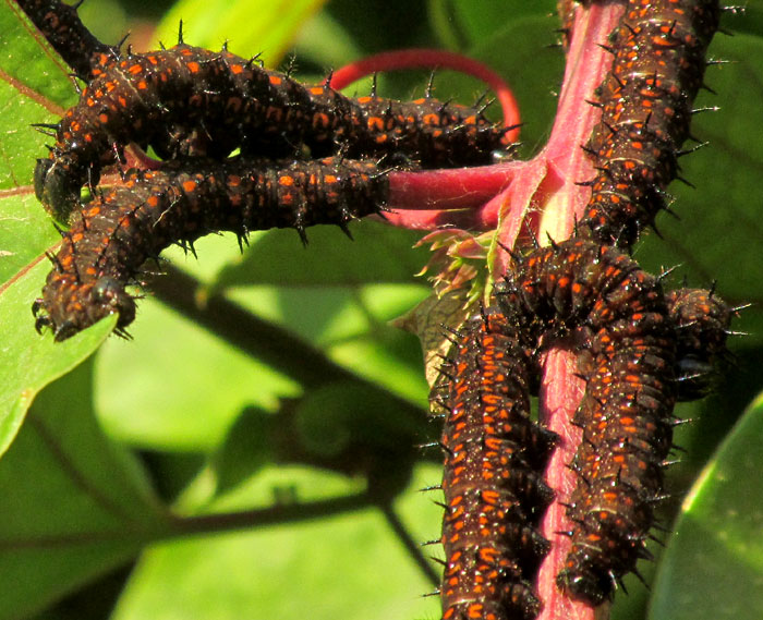 Juno Silverspot caterpillars, DIONE JUNO