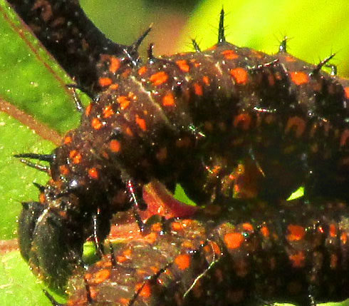 Juno Silverspot caterpillar, DIONE JUNO, close-up of head area and spines
