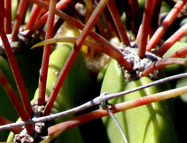 FEROCACTUS ECHIDNE, spine cluster base close-up