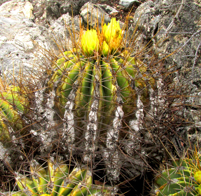 FEROCACTUS ECHIDNE, flowering in habitat