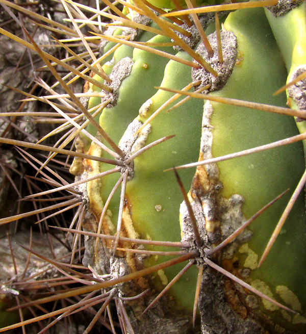 FEROCACTUS ECHIDNE, areole with spine bases