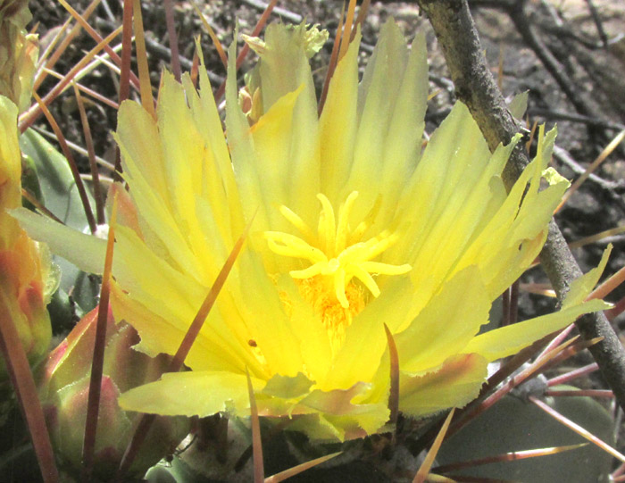 FEROCACTUS ECHIDNE, open flower