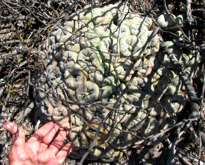 False Peyote, LOPHOPHORA DIFFUSA, large cluster below bushes