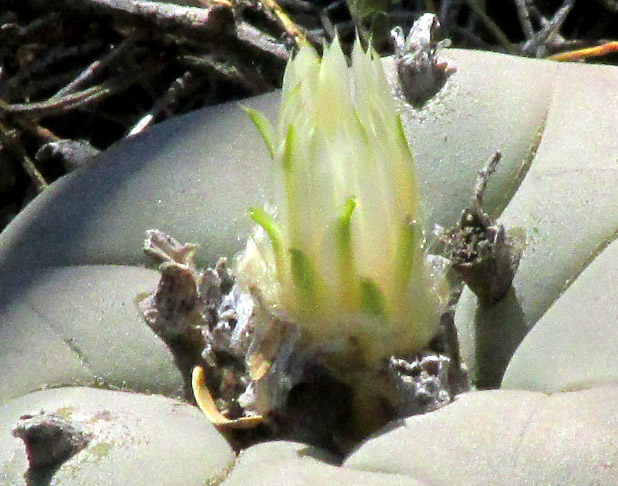 False Peyote, LOPHOPHORA DIFFUSA, flower emerging from tubercle