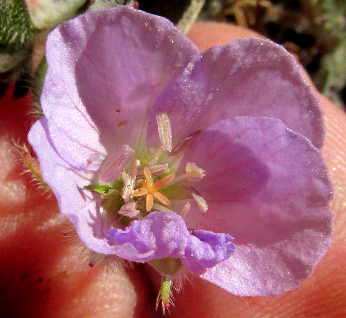 GERANIUM SCHIEDEANUM, flower close-up showing stamens