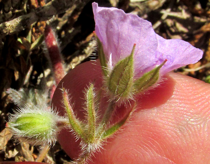 GERANIUM SCHIEDEANUM, flower from side showing hairy, 3-ribbed sepals