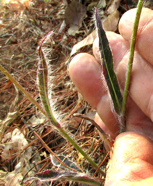 Pringle's Hawkweed, HIERACIUM PRINGLEI, long-hairy leaves and stem