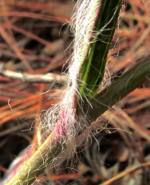 Pringle's Hawkweed, HIERACIUM PRINGLEI, long-hair leaf base