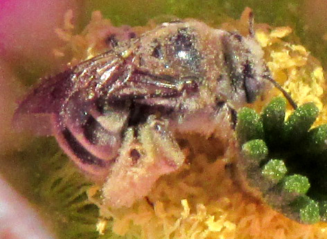Chimney Bee, DIADASIA AUSTRALIS species complex, amid cactus stamens