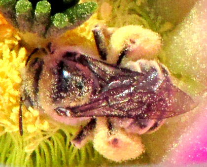 Chimney Bee, DIADASIA AUSTRALIS species complex, amid cactus stamens, wing venation visible