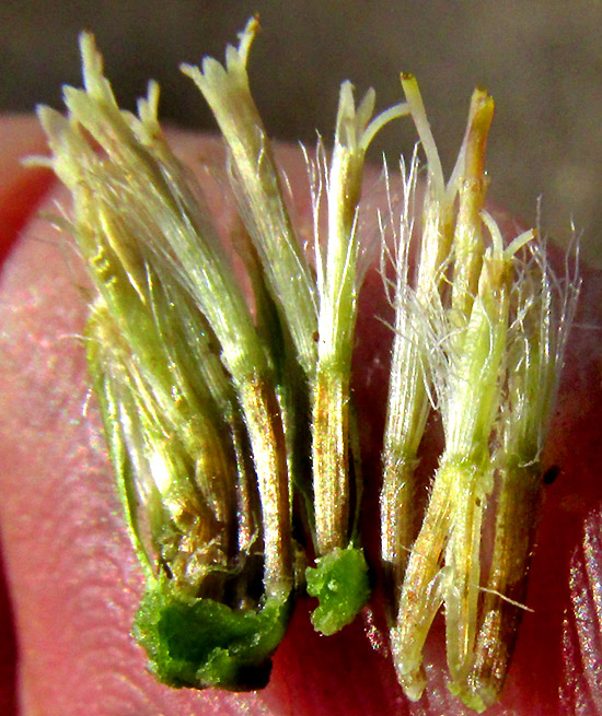 ISOCOMA VENETA, broken open head showing hairy achenes with pappuses of capillary hairs