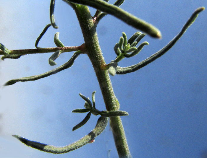 ISOCOMA VENETA, leaves and top of stem