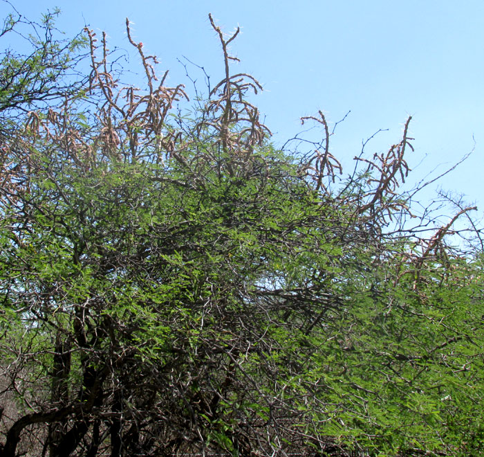 Klein's Pencil Cactus, CYLINDROPUNTIA KLEINIAE, branches emerging from top of mesquite tree